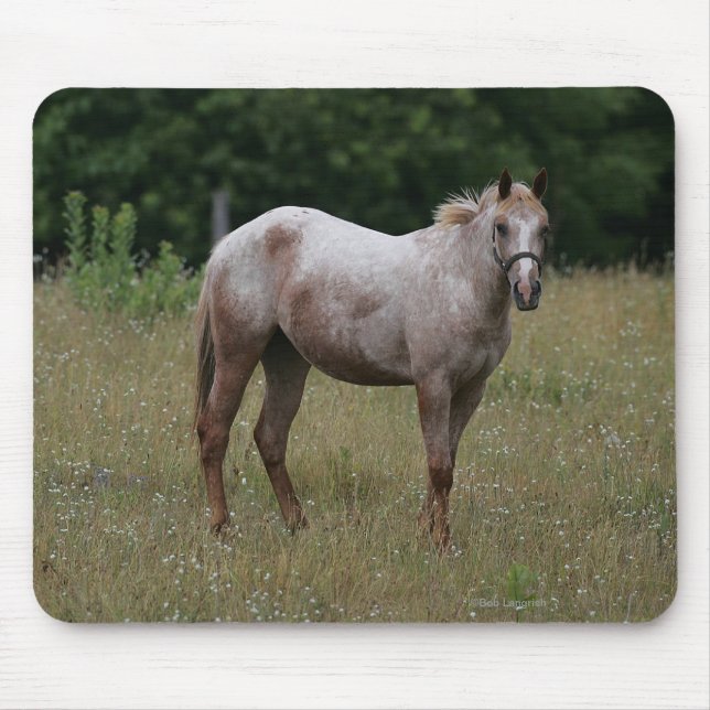 Appaloosa Horse Standing in the Grass Mouse Pad (Front)