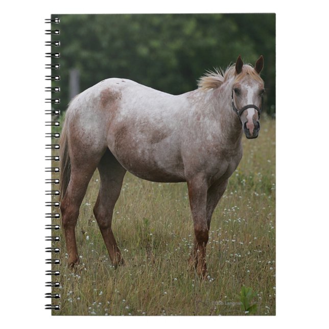 Appaloosa Horse Standing in the Grass Notebook (Front)