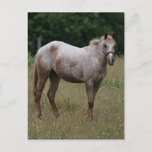 Appaloosa Horse Standing in the Grass Postcard