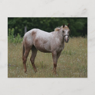 Appaloosa Horse Standing in the Grass Postcard