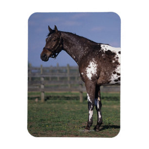 Appaloosa Horse Standing Magnet
