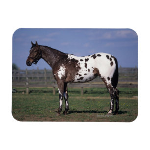 Appaloosa Horse Standing Magnet