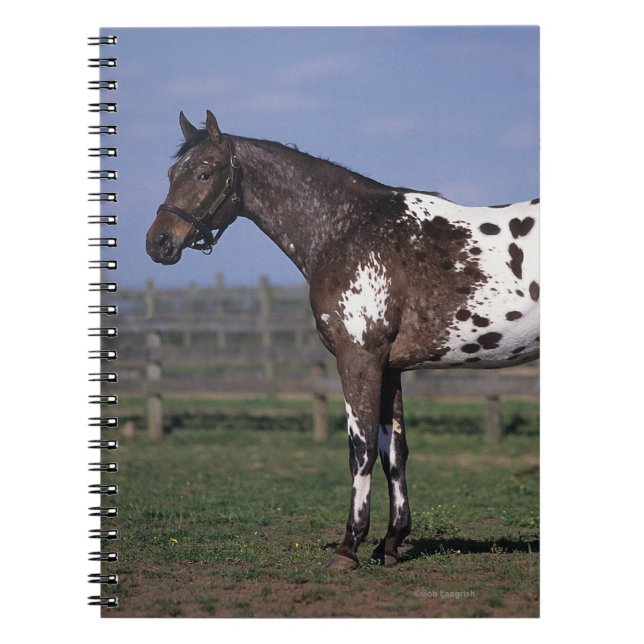 Appaloosa Horse Standing Notebook (Front)