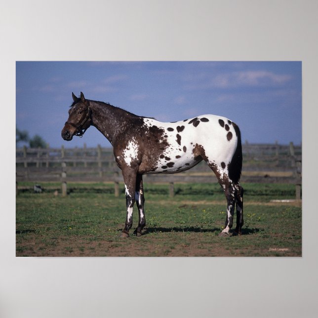 Appaloosa Horse Standing Poster (Front)