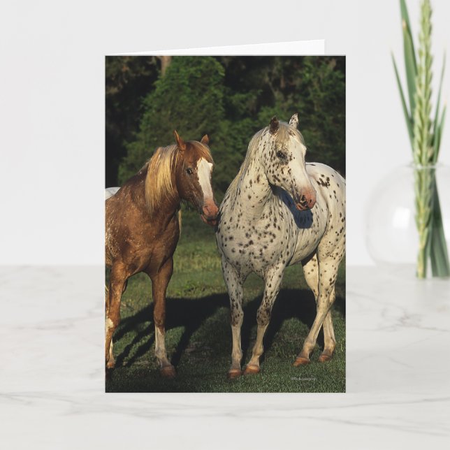 Appaloosa Horses Card (Front)