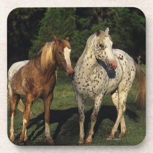 Appaloosa Horses Coaster
