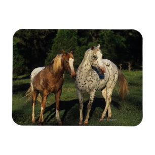 Appaloosa Horses Magnet
