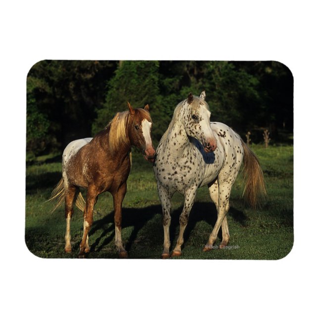 Appaloosa Horses Magnet (Horizontal)
