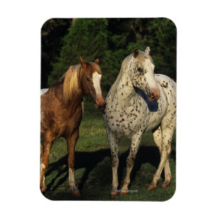 Appaloosa Horses Magnet