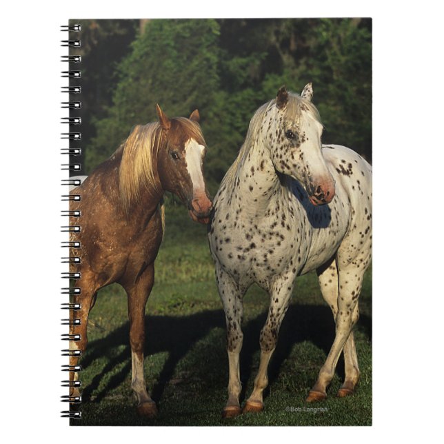 Appaloosa Horses Notebook (Front)
