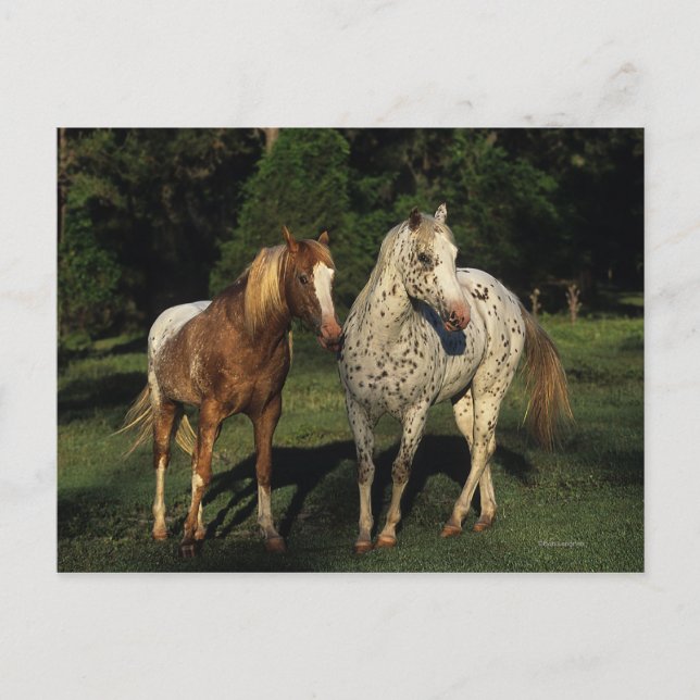 Appaloosa Horses Postcard (Front)