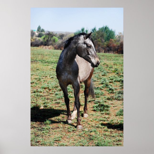 Appaloosa horses poster (Front)