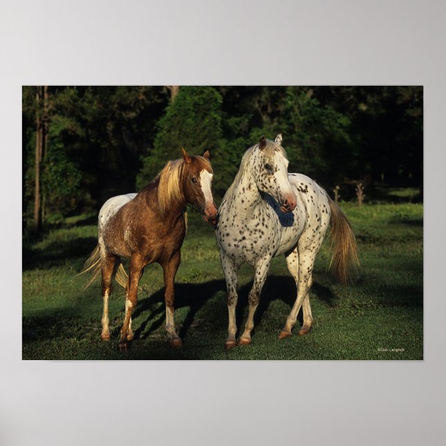 Appaloosa Horses Poster (Front)