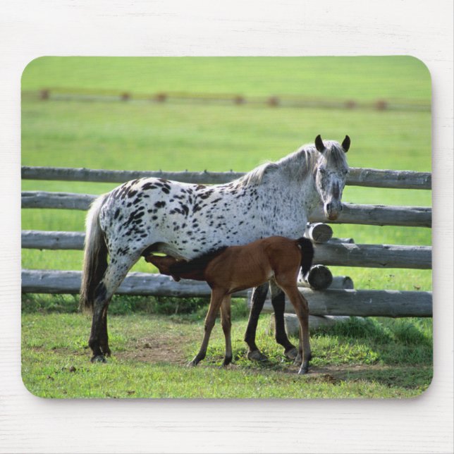 Appaloosa Mare and Colt Horse Mouse Pad (Front)