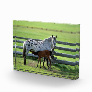 Appaloosa Mare and Colt Horse Photo Block