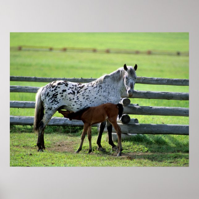 Appaloosa Mare and Colt Horse Poster (Front)