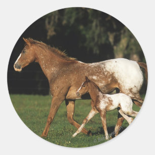 Appaloosa Mare And Foal Classic Round Sticker