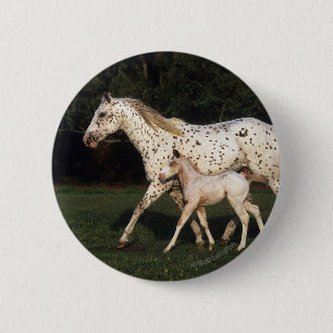 Appaloosa Mare And Foal in Field 6 Cm Round Badge