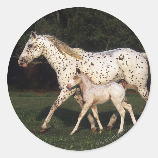 Appaloosa Mare And Foal in Field Classic Round Sticker (Front)
