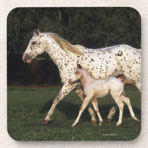 Appaloosa Mare And Foal in Field Coaster