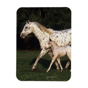 Appaloosa Mare And Foal in Field Magnet