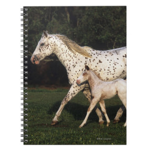 Appaloosa Mare And Foal in Field Notebook