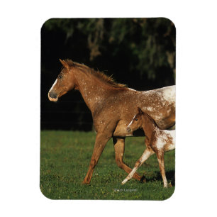 Appaloosa Mare And Foal Magnet