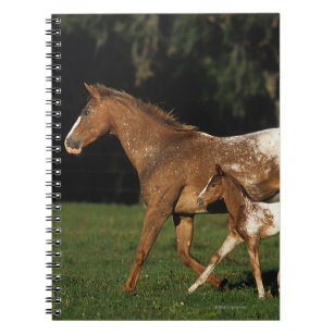 Appaloosa Mare And Foal Notebook