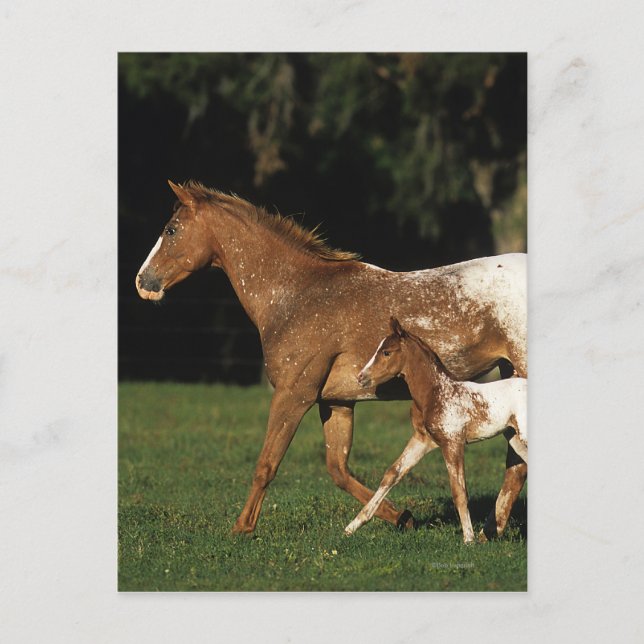 Appaloosa Mare And Foal Postcard (Front)