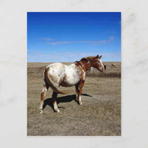Appaloosa mare on the Canadian Prairie Postcard