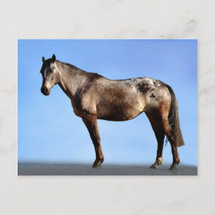 Appaloosa Postcard