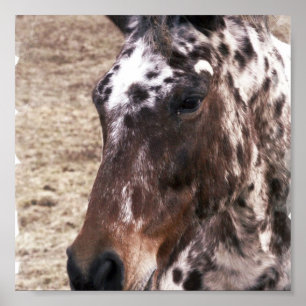 Appaloosa Stallion Print