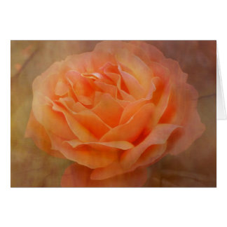 Appealing Rose with Texture