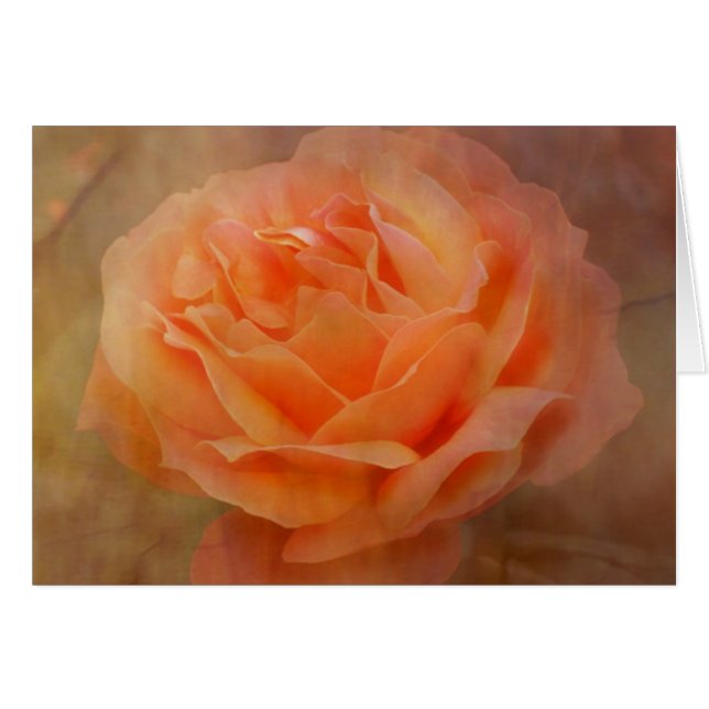 Appealing Rose with Texture (Front Horizontal)