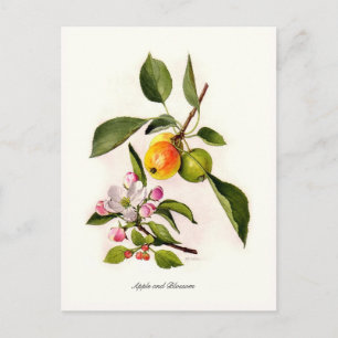 Apple and Blossom Postcard