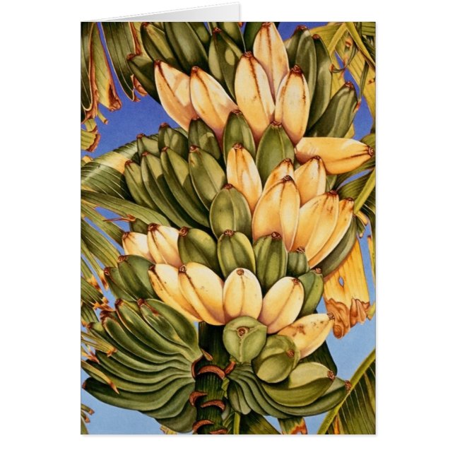 Apple Bananas (Front)