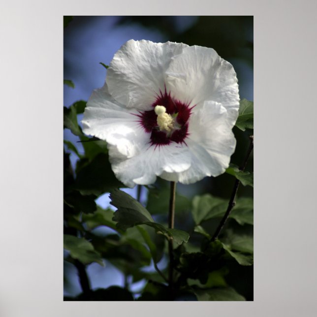 Apple Bloom Poster (Front)