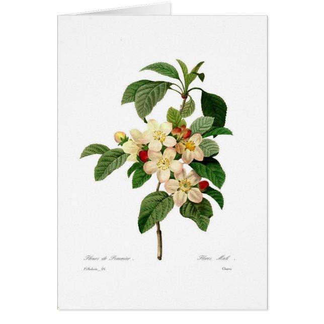 Apple blossom (Front)