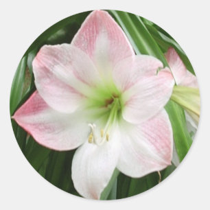 Apple Blossom Amaryllis Romantic Sticker