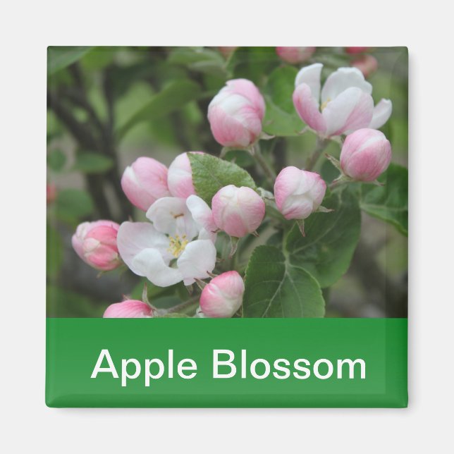 apple blossom and green leaves magnet (Front)