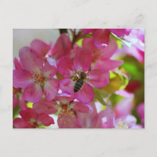 Apple Blossom and Honey Bee Postcard