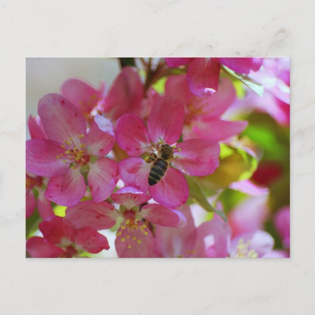 Apple Blossom and Honey Bee  Postcard (Front)