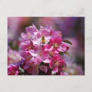 Apple Blossom and Honey Bee Postcard