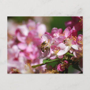Apple Blossom and Honey Bee  Postcard