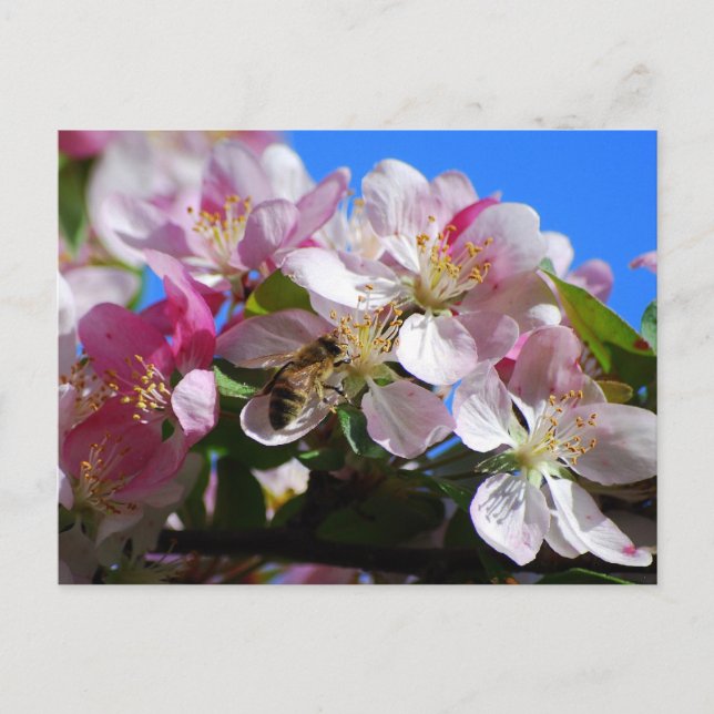 Apple Blossom and Honey Bee  Postcard (Front)