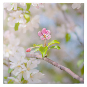 Apple blossom - Beauty Ceramic Tile