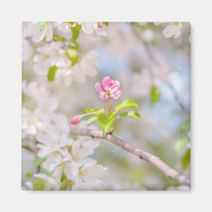 Apple blossom - Beauty Magnet