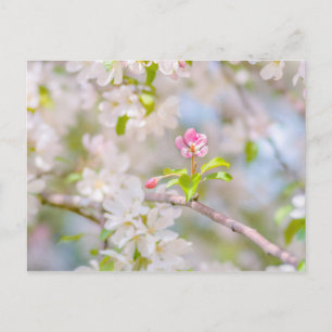 Apple blossom - Beauty Postcard