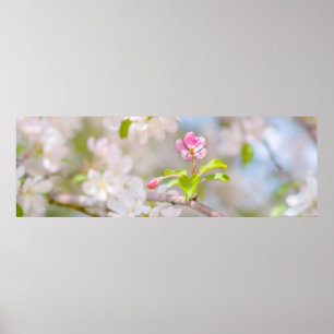 Apple blossom - Beauty Poster