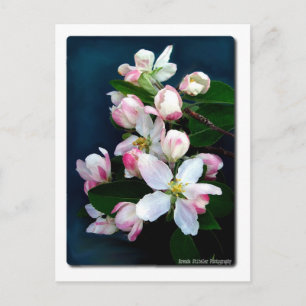 Apple Blossom Branch Postcard